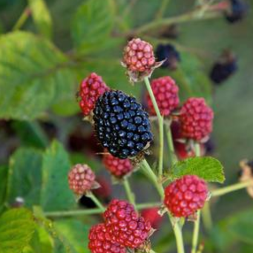 Blackberry, Dwarf Thornless Baby Cakes, 2 gal (12-15 in.)