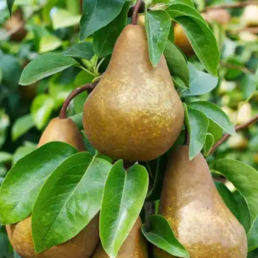 Pear, Bosc - European Pear, 7 gal (7-8 ft)