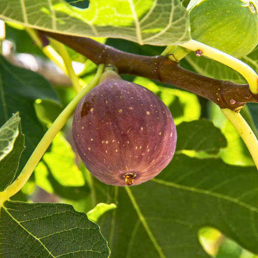 Fig, Dwarf Fignomenal, 2 gal (15-18 in)