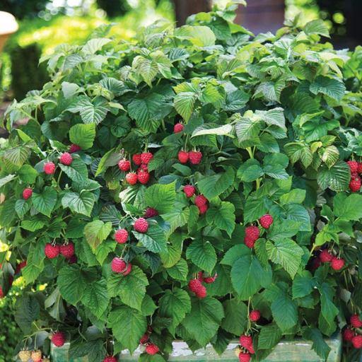 Raspberry, Shortcake Thornless, 2 gal (12-15 in.)