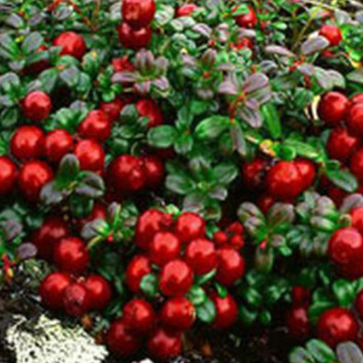 Lingonberry, Red Candy, 1 gal (6-9 in)