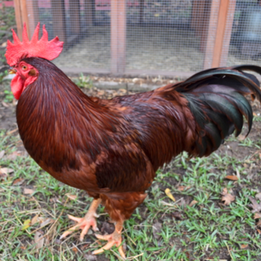 Rhode Island Red