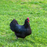 Black Australorp