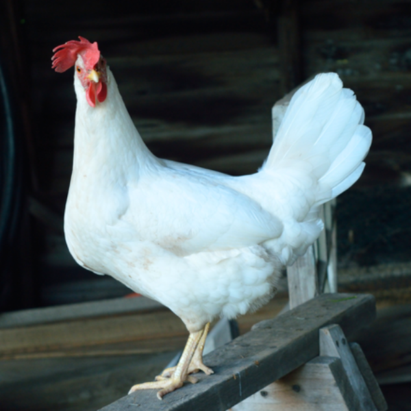 White Leghorn