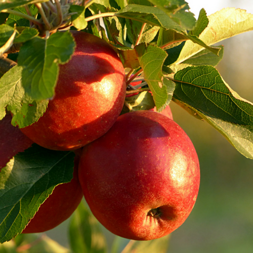 Apple, Frostbite (Malus X Frostbite), 7 gal