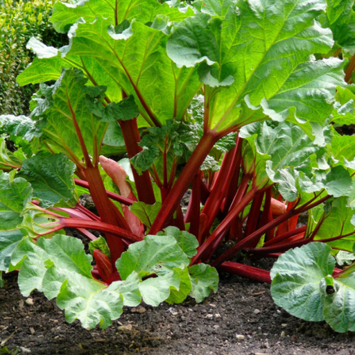 Rhubarb, Victoria, 2 gal (9-12 in)