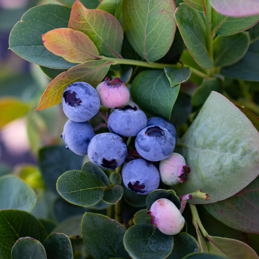 Blueberry, Silver Dollar - Half Highbush, 2 gal (15-18 in.)