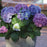 Hydrangea macrophylla 'Lindsey Ann'  - LA Dreamin'® Hydrangea