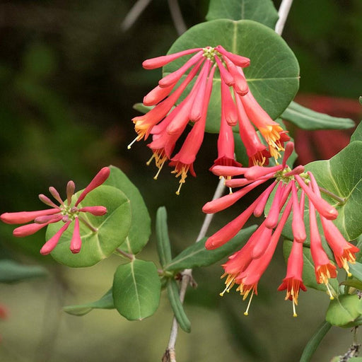 Lonicera sempervirens 'Major Wheeler'  - Major Wheeler Coral Honeysuckle