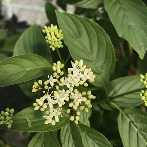 Dogwood, PW® Arctic Fire® Yellow Twig Dogwood