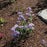 Aster laevis 'Bluebird'  - Bluebird Smooth Aster