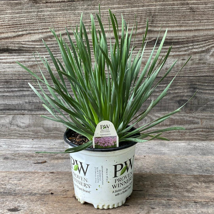 Allium, Serendipity Ornamental Onion