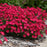 Dianthus, Paint the Town Red Dianthus