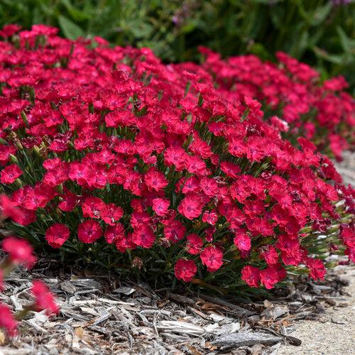 Dianthus, Paint the Town Red Dianthus