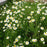 Roman Chamomile
