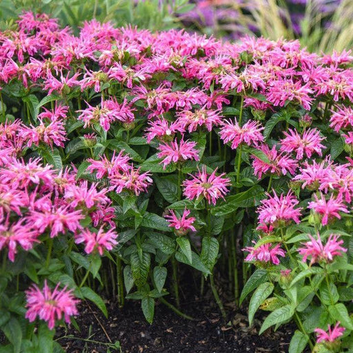 Bee Balm, PW® Leading Lady Pink Bee Balm