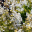 Deutzia, Chardonnay Pearls® Deutzia