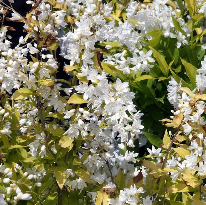 Deutzia, Chardonnay Pearls® Deutzia