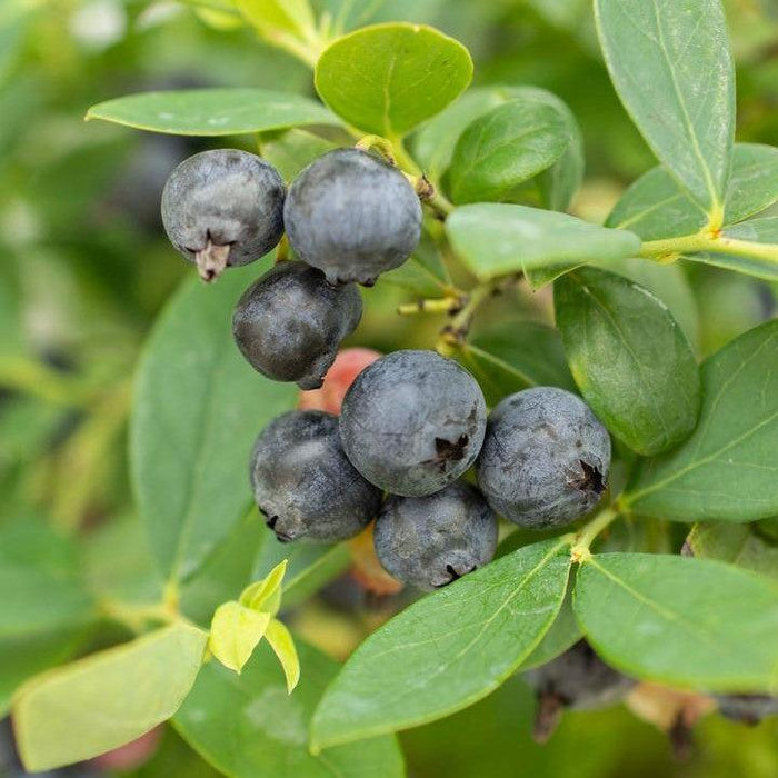 Vaccinium corymbosum hybrid 'FC12-029'  - Bushel and Berry® Sapphire Cascade Blueberry