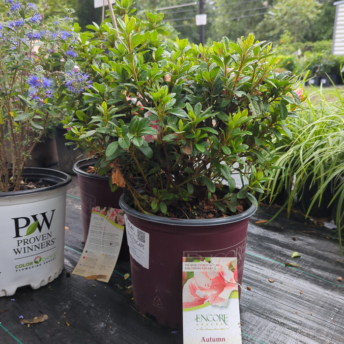 Azalea, Encore Autumn Starburst Azalea