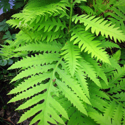 Fern, Sensitive Fern