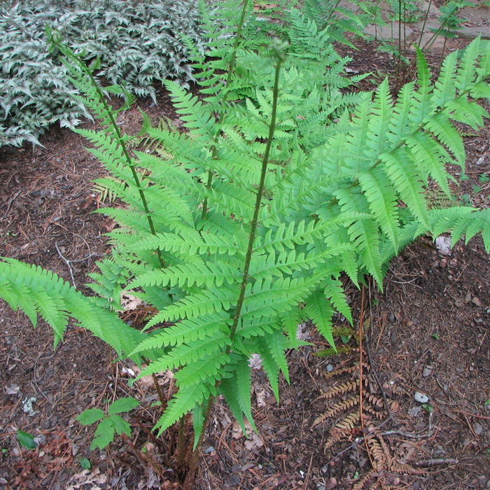 Fern, Dixie Wood Fern