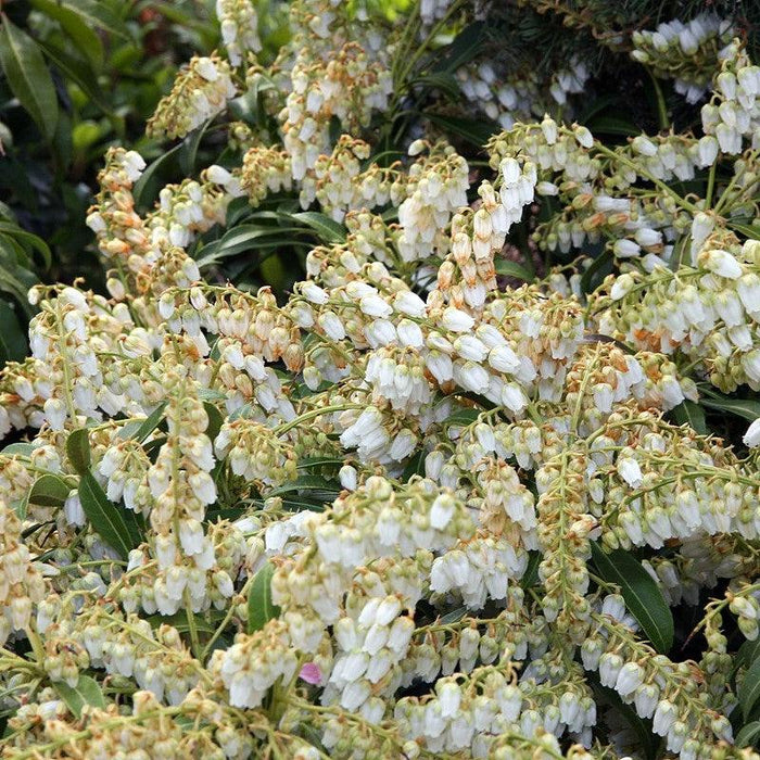Pieris japonica 'Purity'  - Purity Andromeda