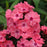 Phlox, First Editions® Coral Crème Drop™ Phlox