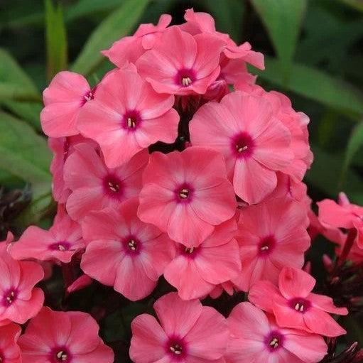 Phlox, First Editions® Coral Crème Drop™ Phlox