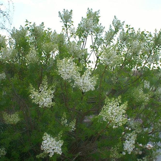Syringa x oblata 'Betsy Ross'  - Betsy Ross Lilac