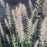 Grass, Hameln Fountain Grass