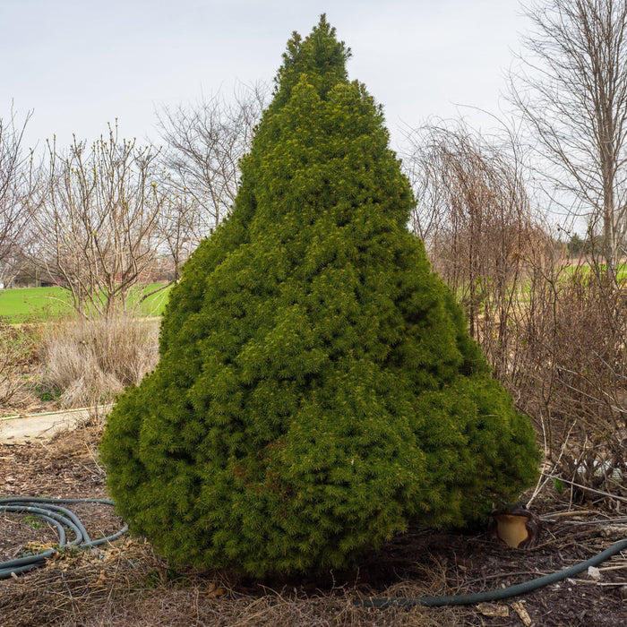 Picea glauca 'Conica'  - Dwarf Alberta Spruce