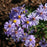 Aster laevis 'Bluebird'  - Bluebird Smooth Aster