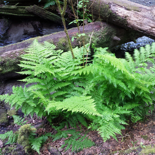 Fern, Lady Fern