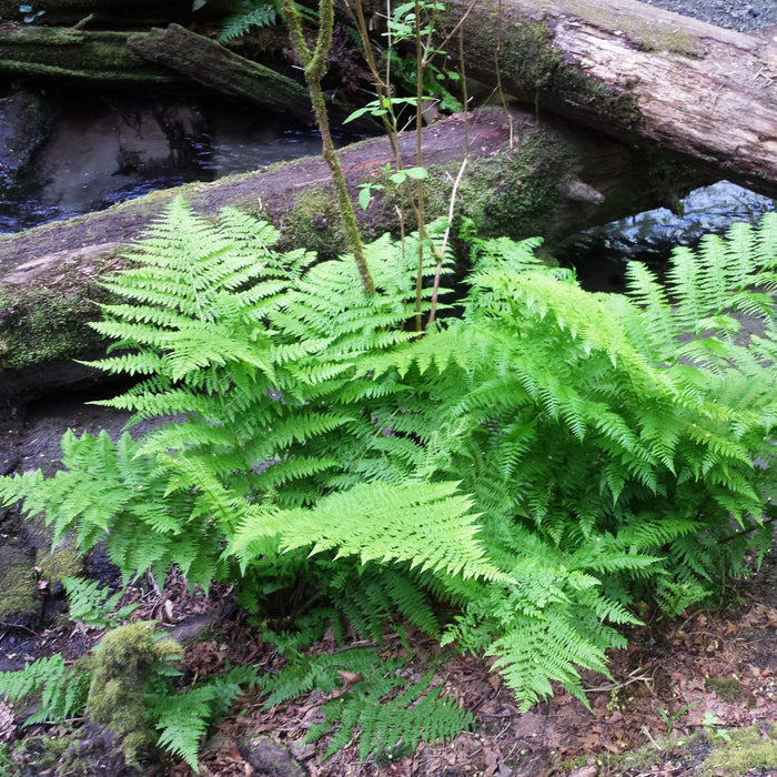 Fern, Lady Fern
