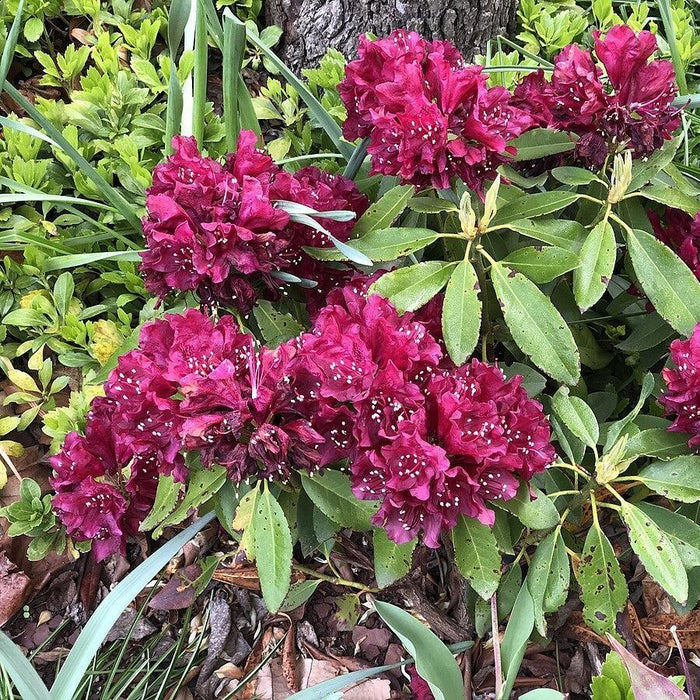 Azalea, Dark Lord Azalea