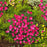 Dianthus, Paint the Town Magenta Dianthus