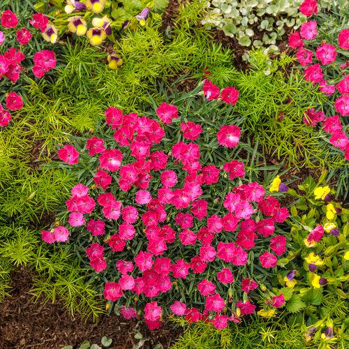Dianthus, Paint the Town Magenta Dianthus