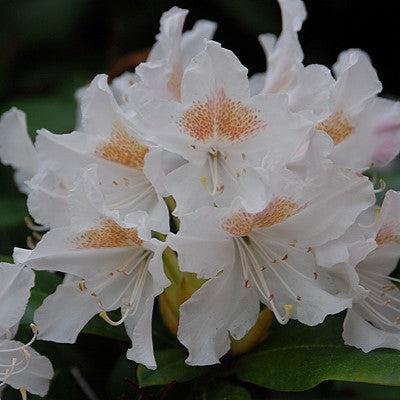 Rhododendron, Cunningham's White Rhododendron