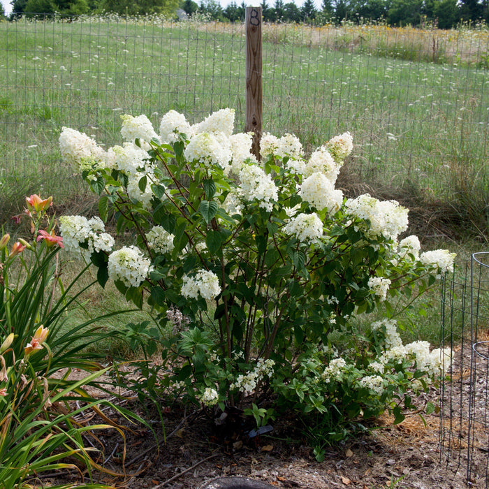 Hydrangea paniculata 'Rensun' PP 25,438  - First Editions® Strawberry Sundae® Hydrangea