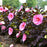 Hibiscus 'Edge of Night' PP34,359  - Summerific® Edge of Night Hibiscus