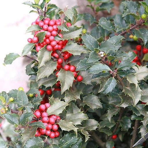 Ilex x meserveae 'Berryrific'  - Berryrific Holly