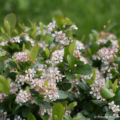 Aronia melanocarpa 'UCONNAM165'  - PW® Low Scape Mound® Aronia