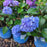 Hydrangea macrophylla 'P11HM-11'  - Endless Summer® Bloomstruck® Hydrangea