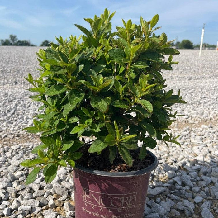Azalea, Encore Autumn Sangria Azalea