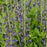 Baptisia, Decadence® Periwinkle Popsicle False Indigo