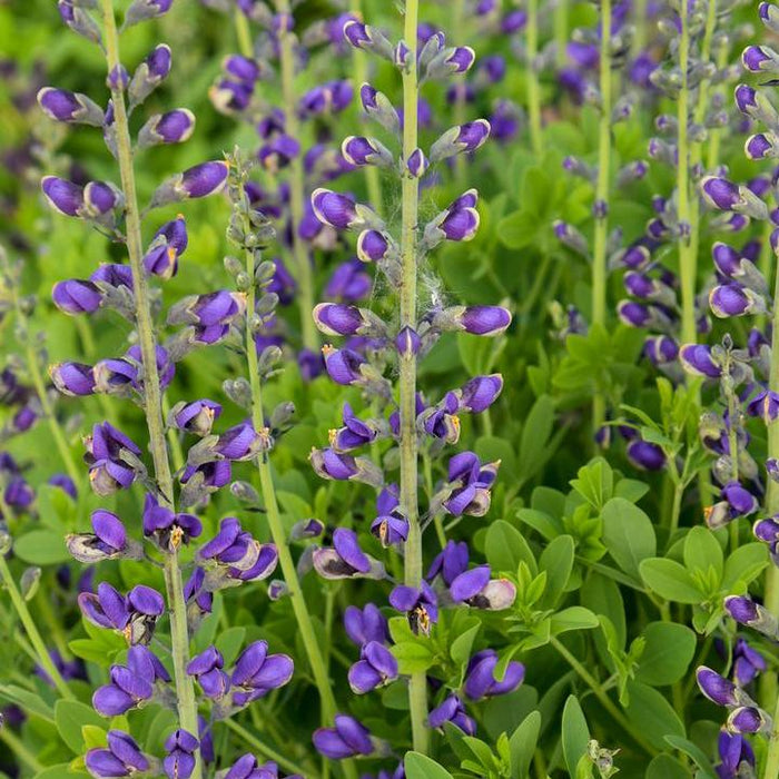 Baptisia, Decadence® Periwinkle Popsicle False Indigo