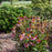 Echinacea purpurea 'Rubinstern'  - Ruby Star Echinacea