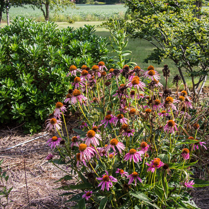 Echinacea purpurea 'Rubinstern'  - Ruby Star Echinacea