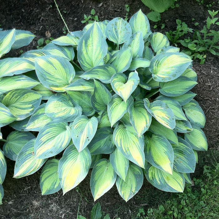 Hosta 'June'  - June Hosta